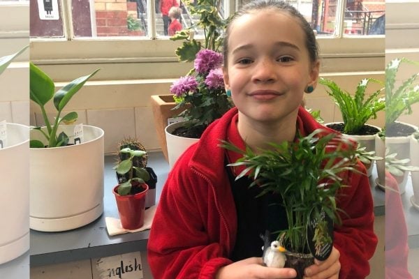 indoor plants Australia schools