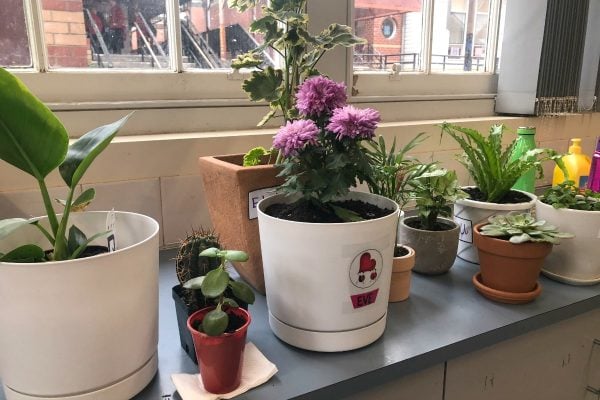 indoor plants Australia schools