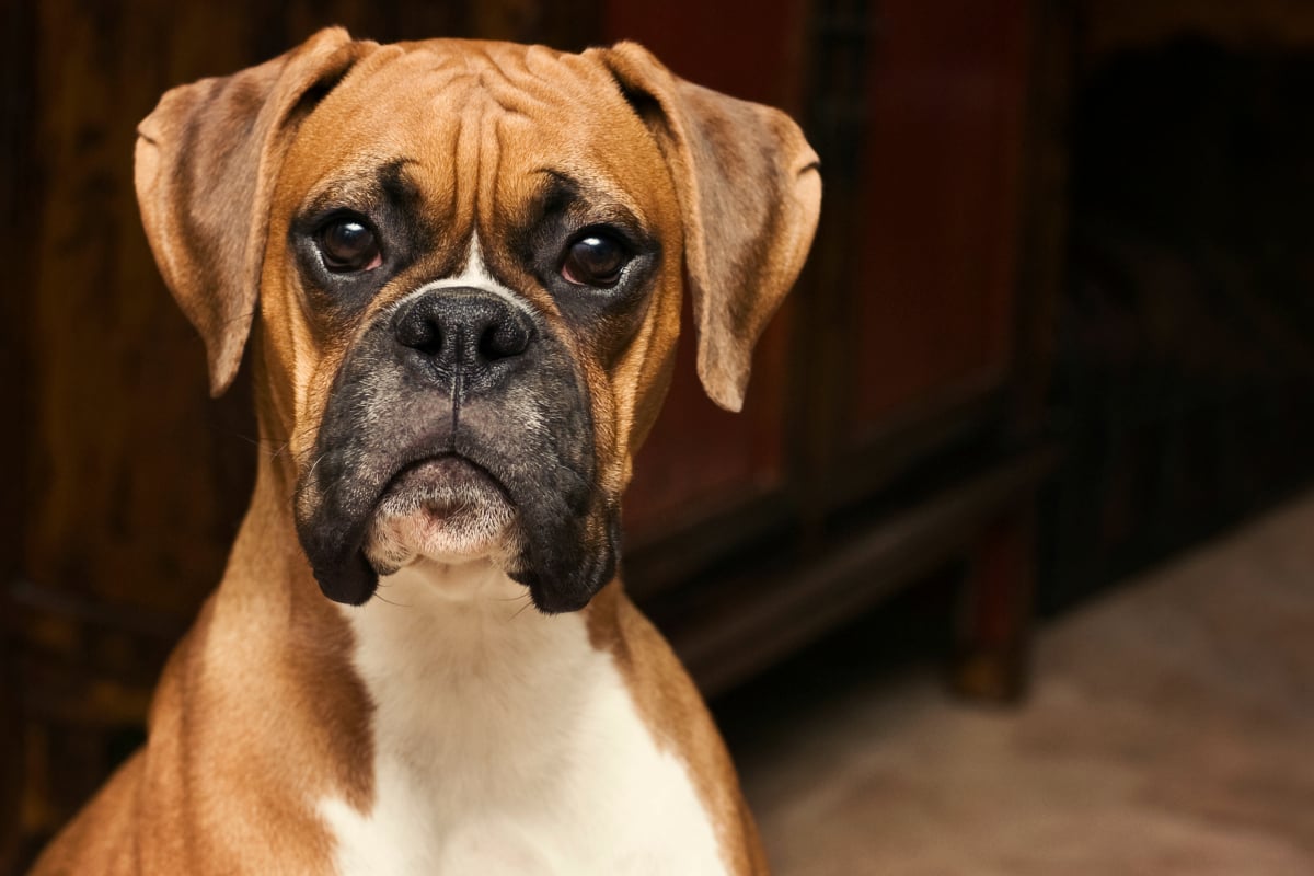 can boxer dogs be born without a tail