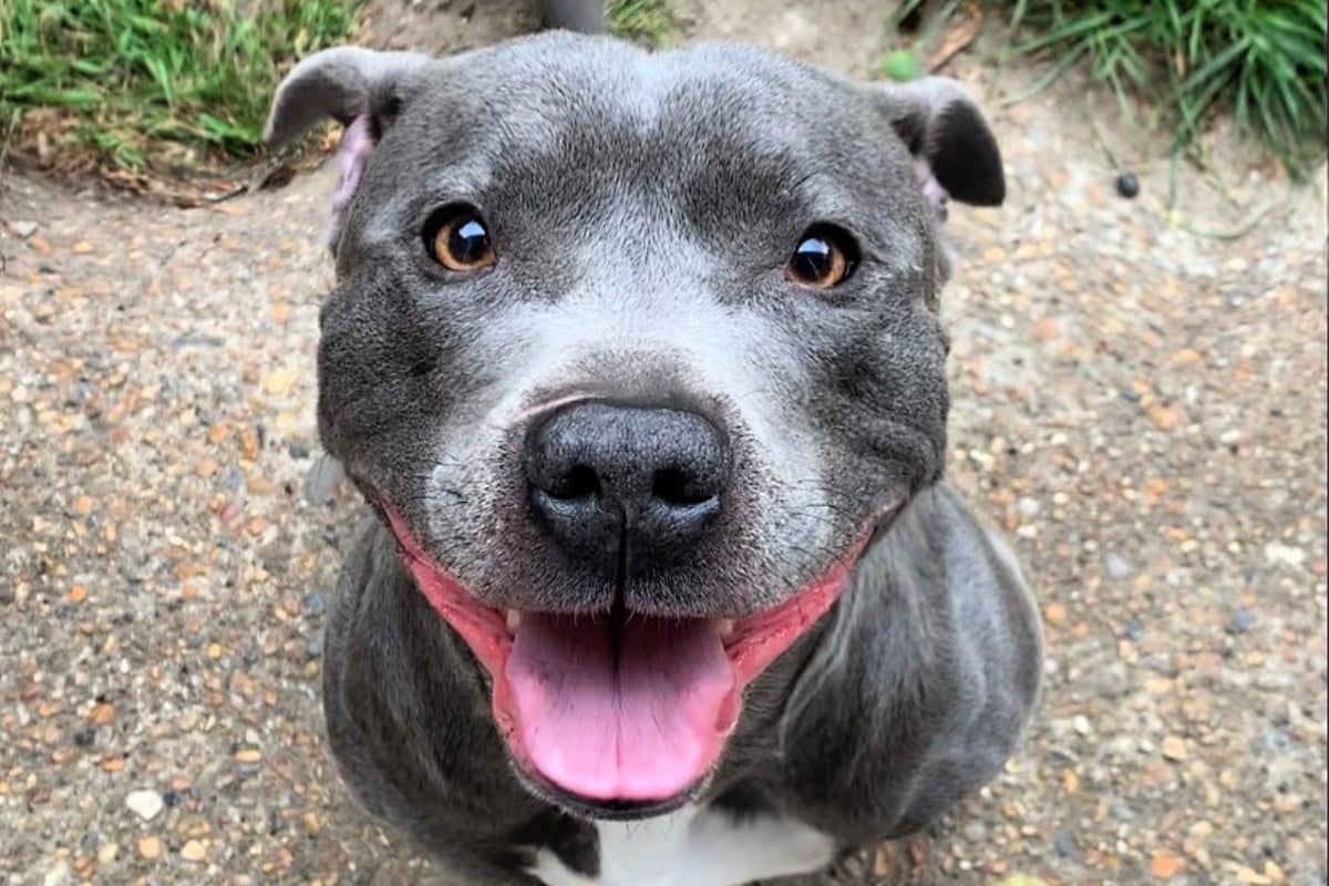 blue staffy dog