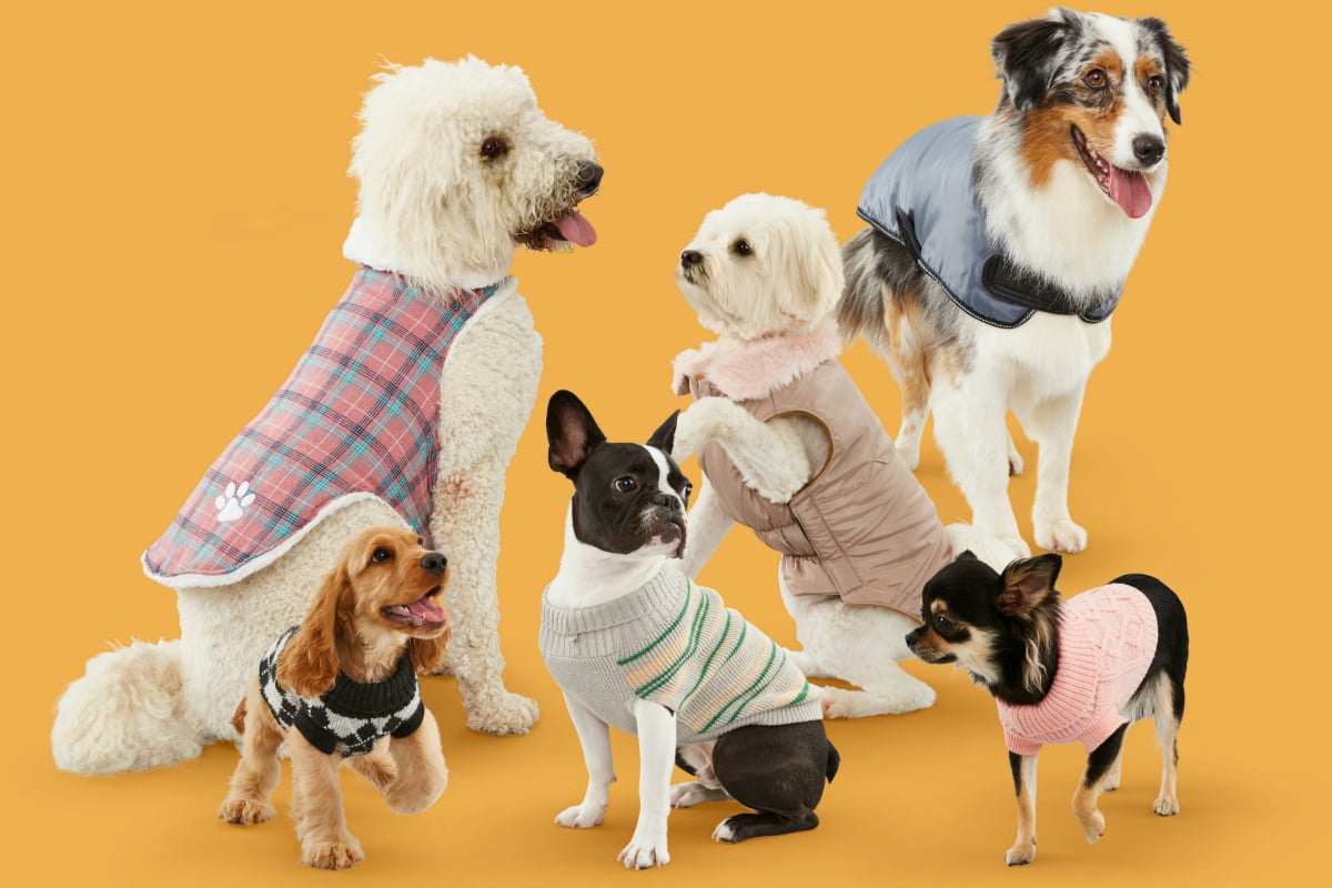 Big w 2025 dog jackets