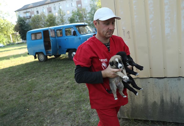 The Stray Dogs Of Chernobyl