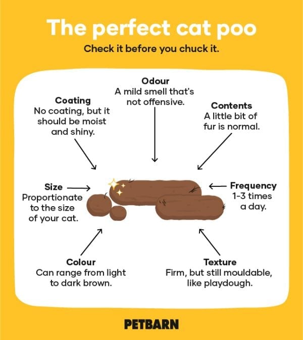 perfect-cat-poo