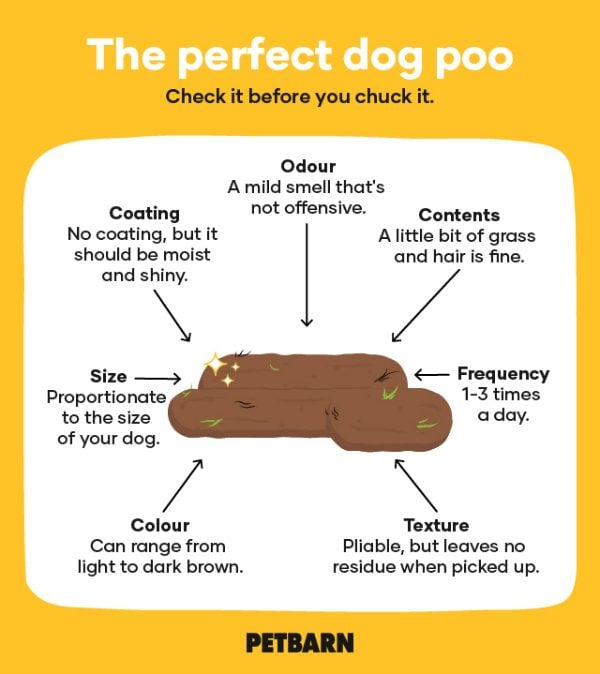 the-perfect-dog-poo