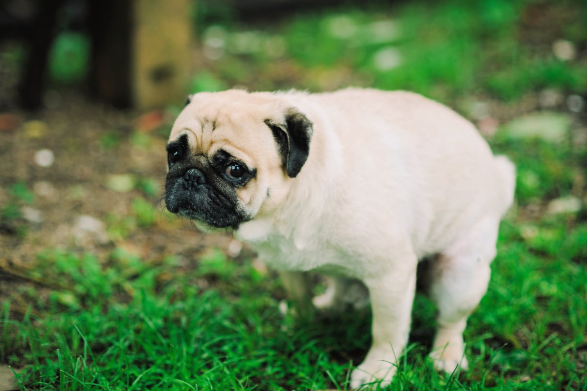 All about dog poo and cat poo: What the perfect pet poo should look like.