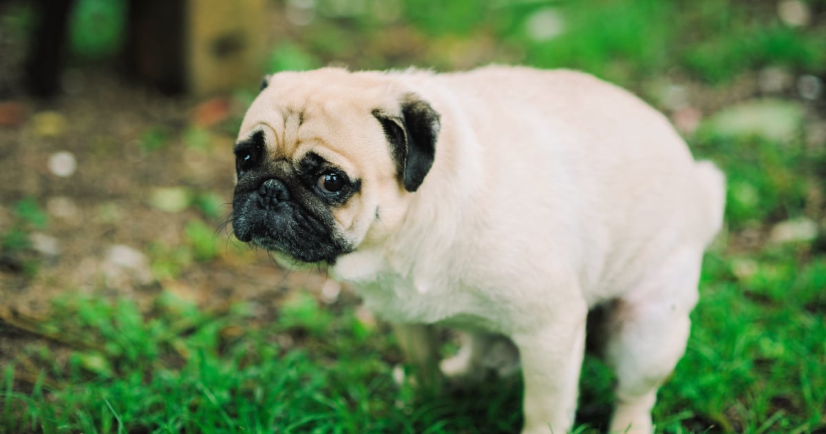 does dog and cat poop help plants grow