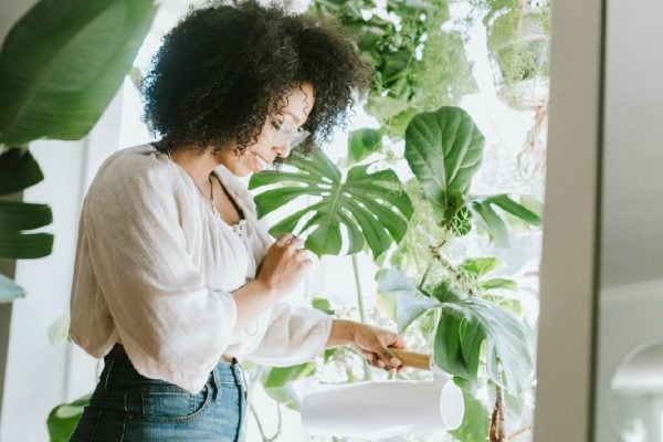 indoor plants for beginners