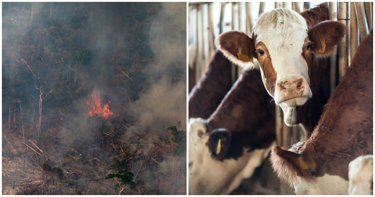 If You Genuinely Care About The Amazon Rainforest Fire Stop Eating Animals