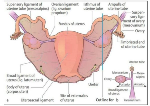 Is Getting Your Tubes Tied An Invasive Surgery