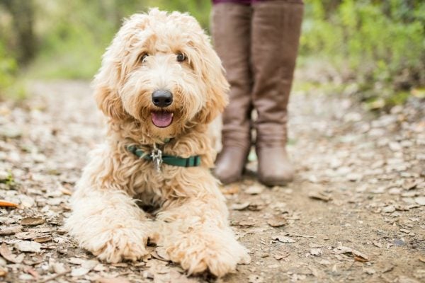 Labradoodle