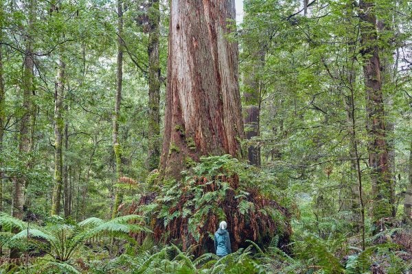 tarkine forest