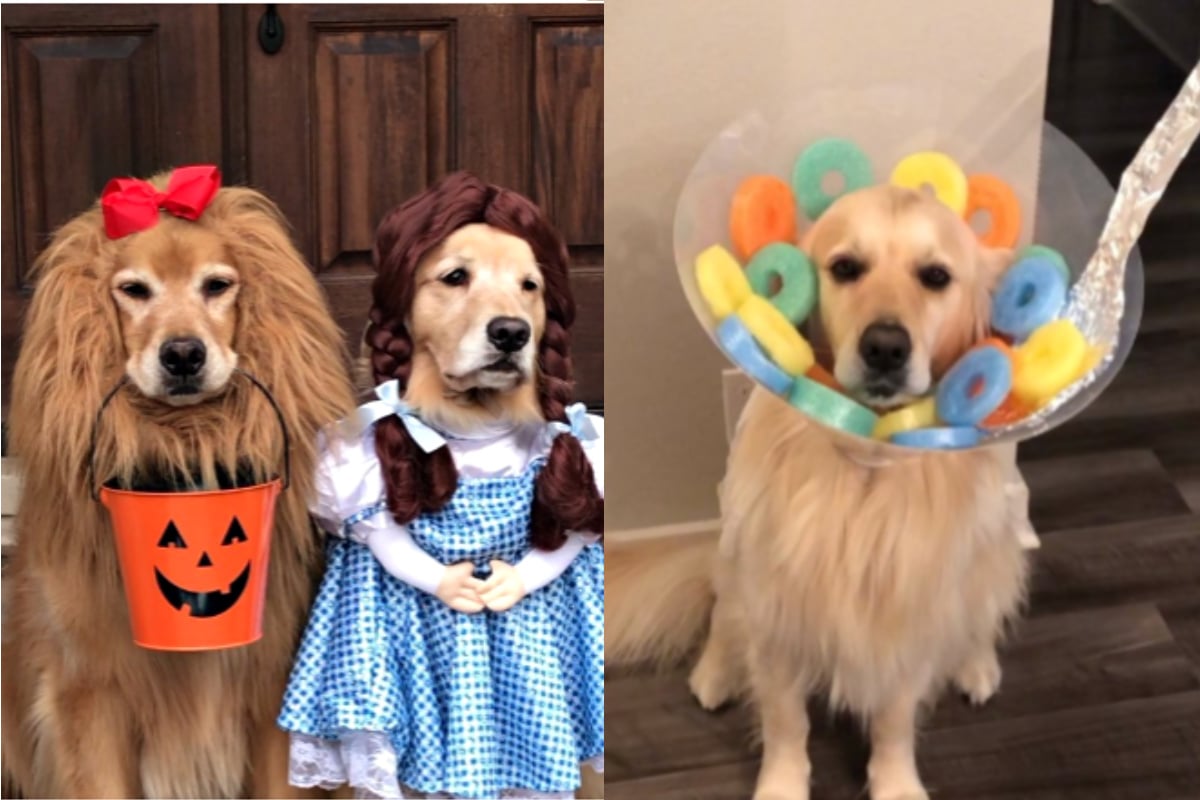 cute puppies in halloween costumes