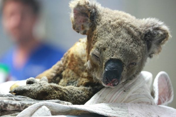 nsw koala population