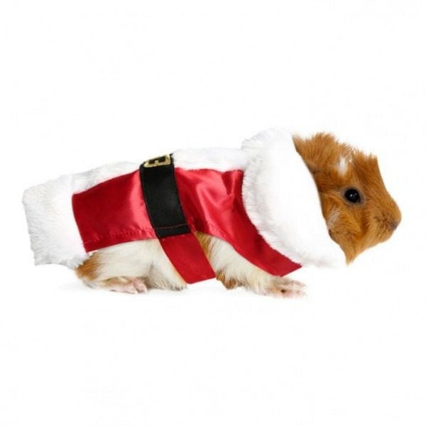 pets in christmas costumes