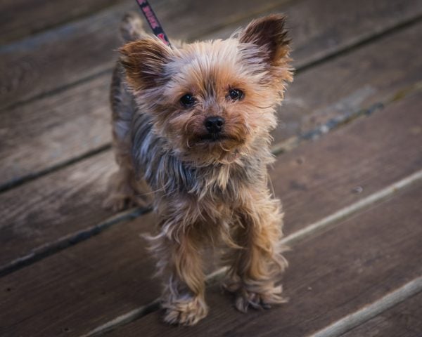 Yorkie puppy