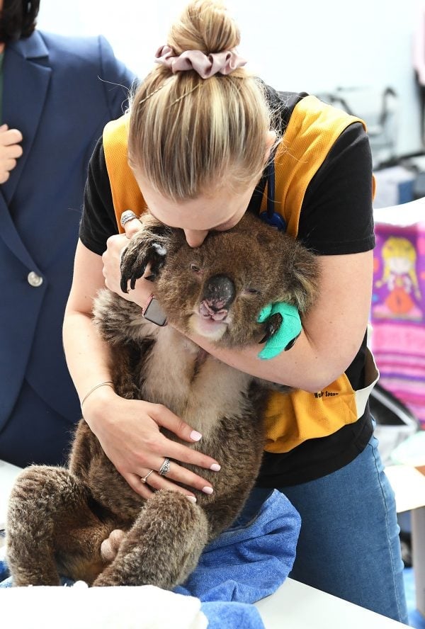 Labour Leader Anthony Albanese Visits Adelaide Koala Rescue