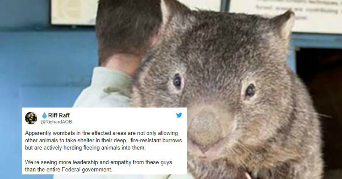 During the bushfires, wombats have been sharing their burrows.