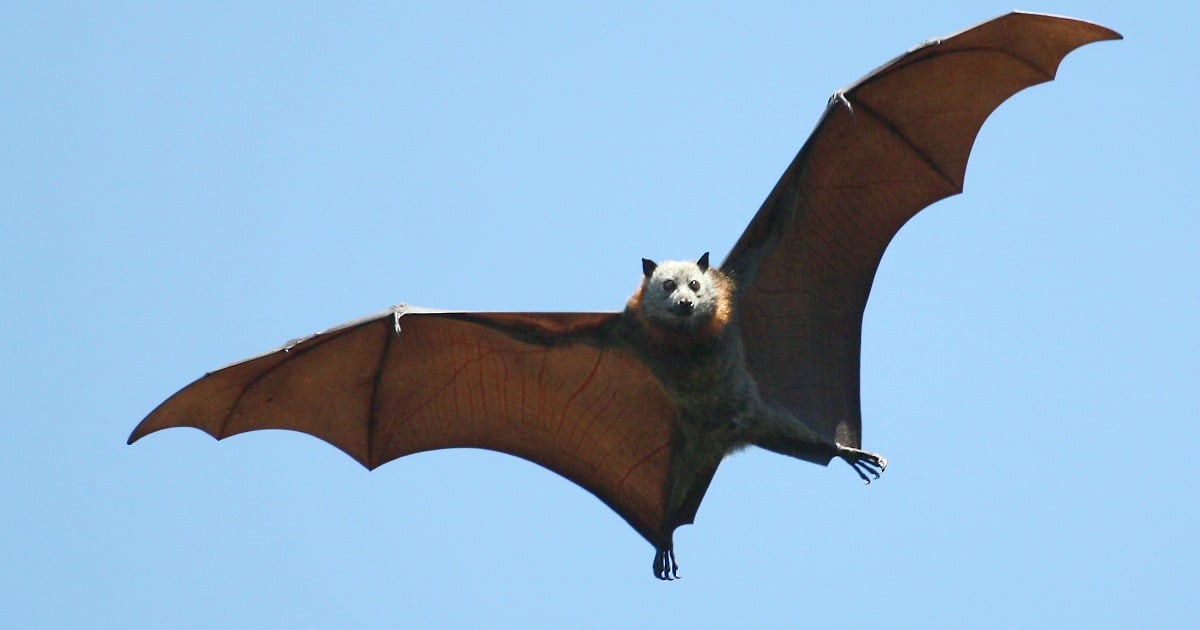 bat