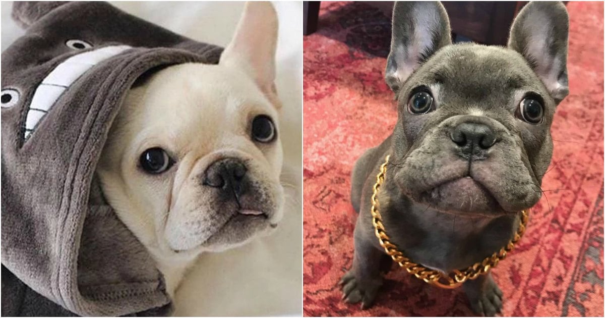 French Bulldogs: 7 Things Owners Of Frenchies Know To Be True.