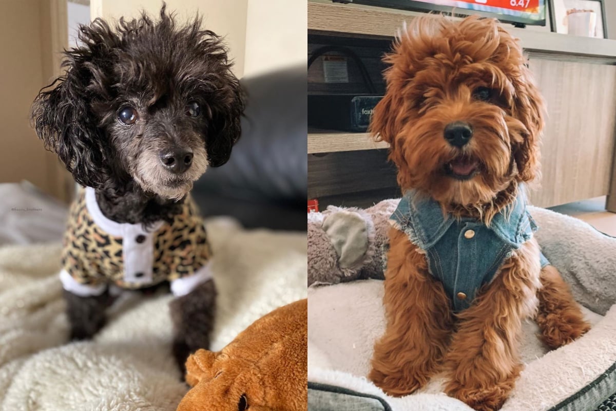 Just the cutest Kmart dog clothes and other winter pet fashion for your pet