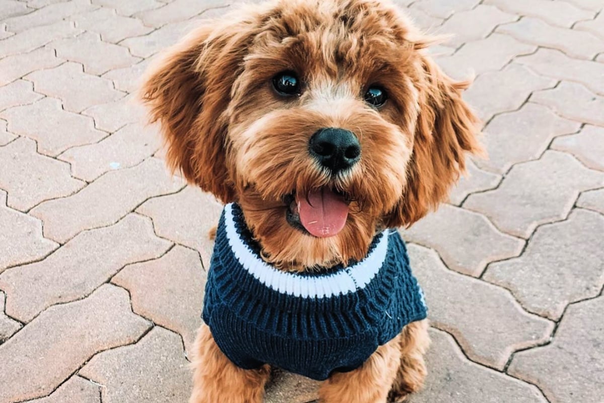 Halloween dog costumes of 2019 that are undeniably adorable.